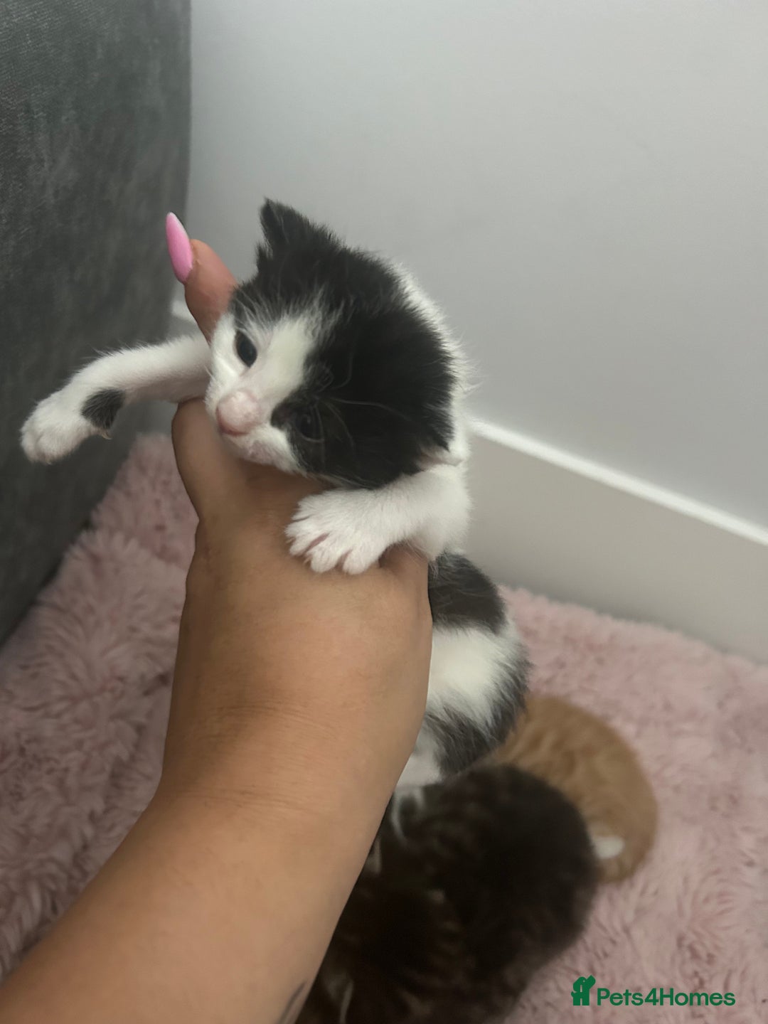 Mixed Breed cats for sale: 5 beautiful kittens  - Image 3