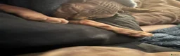 Sphynx cats for sale: Beautiful SphynxBoys Looking for the Perfect Home  - Advert 8