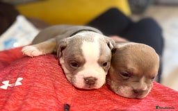 English Bulldog dogs for sale: new english bull dog - Image 17
