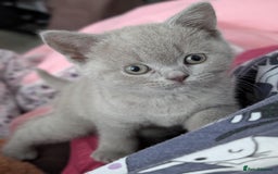 British Shorthair cats for sale: Adorable British short-hair kittens - Image 5