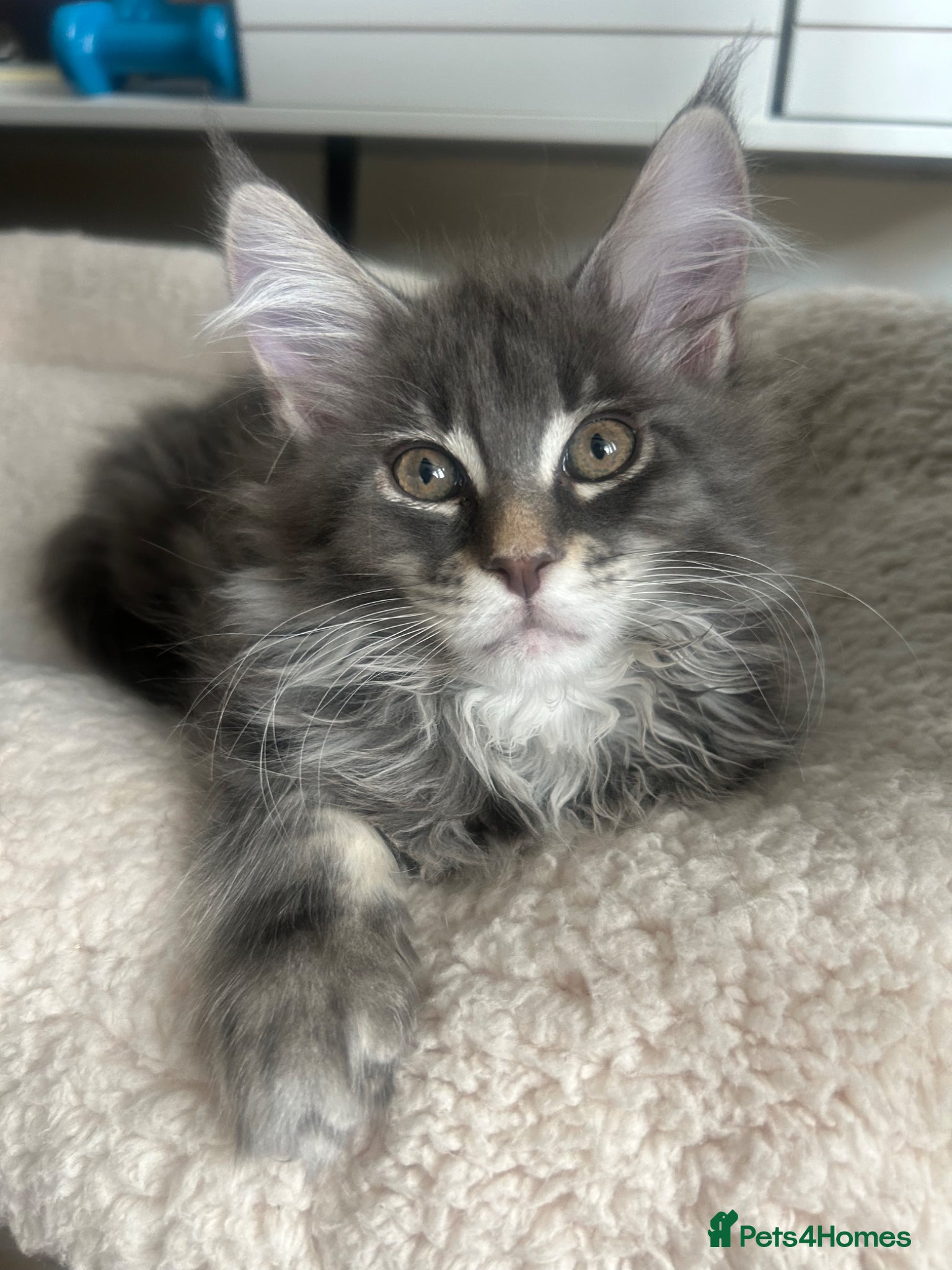 Maine Coon cats TICA Registered XXL Russian Bloodline Maine Coons - Advert 2
