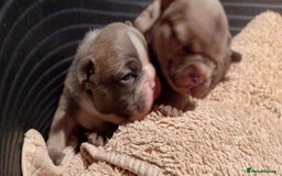 French Bulldog dogs for sale: Blue merle fawn genes - Image 4