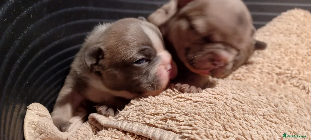 French Bulldog dogs for sale: Blue merle fawn genes - Advert 4