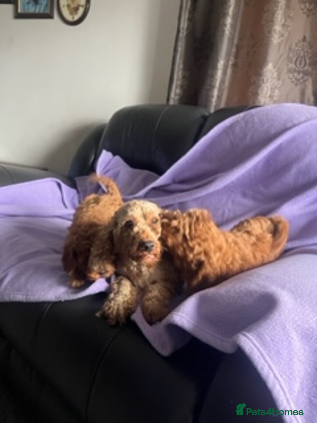 Toy Poodle dogs for sale: 4 red toy poodle pups  - Advert 7