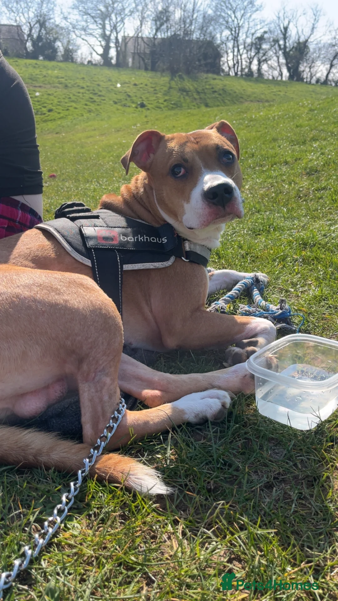 American Bull Staffy dogs for sale: Loving Frodo  - Advert 2