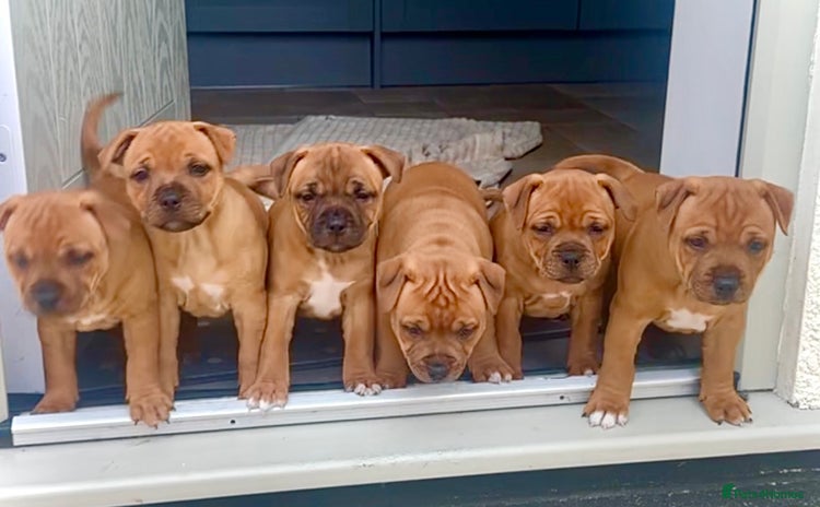 Staffordshire Bull Terrier dogs - Advert 2
