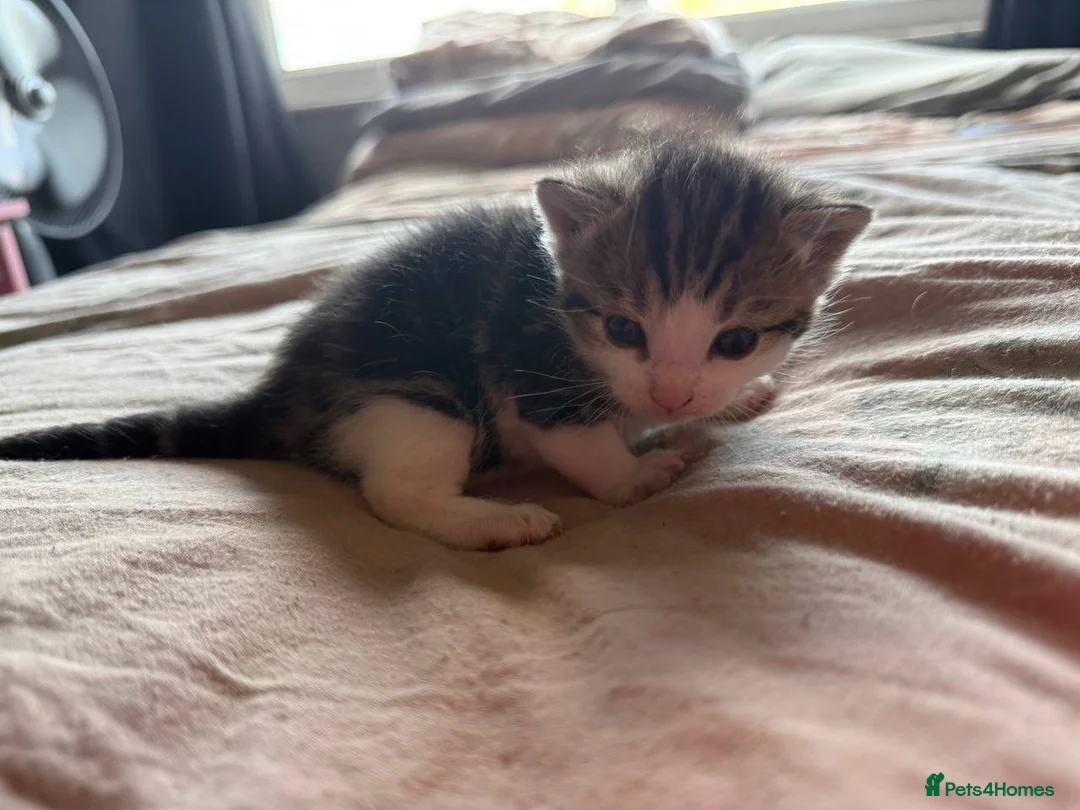 Domestic Shorthair cats for sale: Loving kittens looking for 5 ⭐ homes - Advert 1