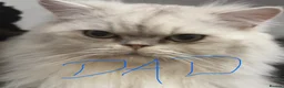 Persian cats for sale: Golden Chinchilla Female Persian kittens - Advert 9