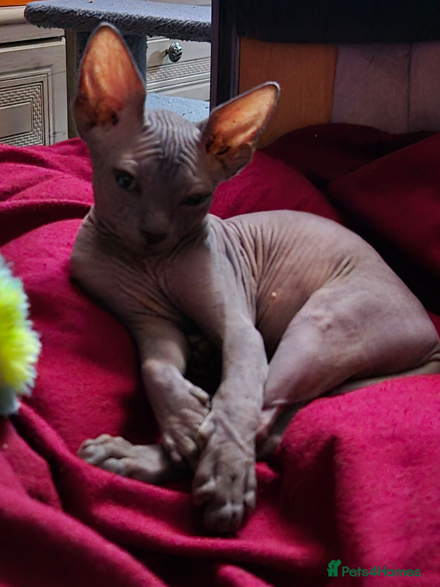 Sphynx cats Very loving Blue Sphynx Boy - Advert 10