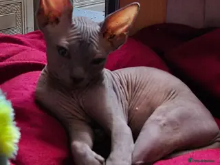 Sphynx cats Very loving Blue Sphynx Boy - Advert 10