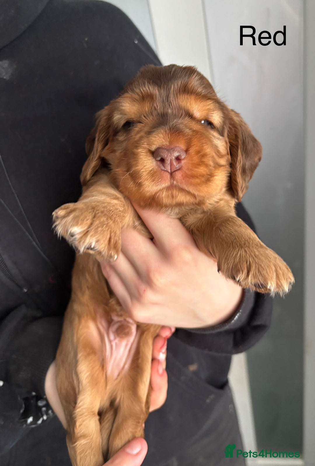 Cocker Spaniel dogs for sale: KC & HEALTH TESTED CHOC SABLE PUPS - Image 18