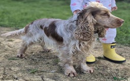 Cocker Spaniel dogs for sale: Stunning Blue/Liver Roan Cocker Spaniels Puppies  - Image 27