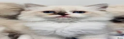Ragdoll cats for sale: Purebred Ragdoll Kittens  - Advert 29
