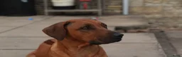 Rhodesian Ridgeback dogs for sale: Masterpiece Litter: South African & European Lines - Advert 5