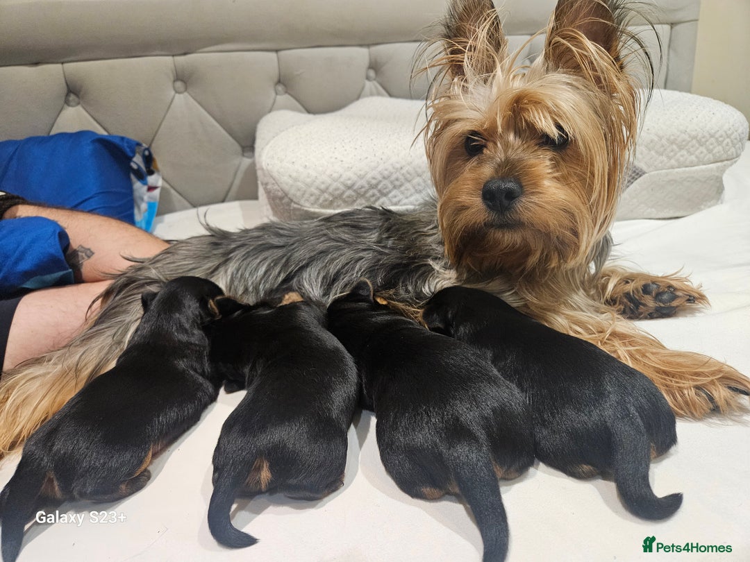 Yorkshire Terrier dogs for sale: Yorkshire terrier My Dog Luna have 4 puppies  - Image 11