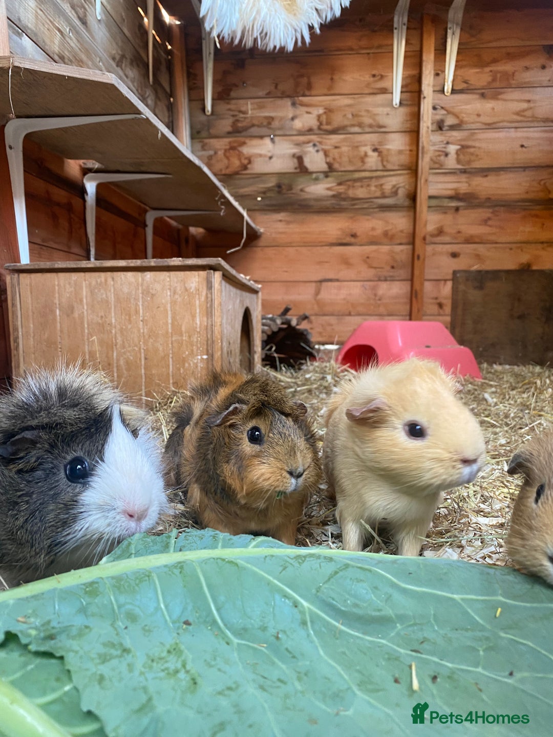 Guinea Pig rodents for sale: Pairs of guinea pigs for sale  - Image 7