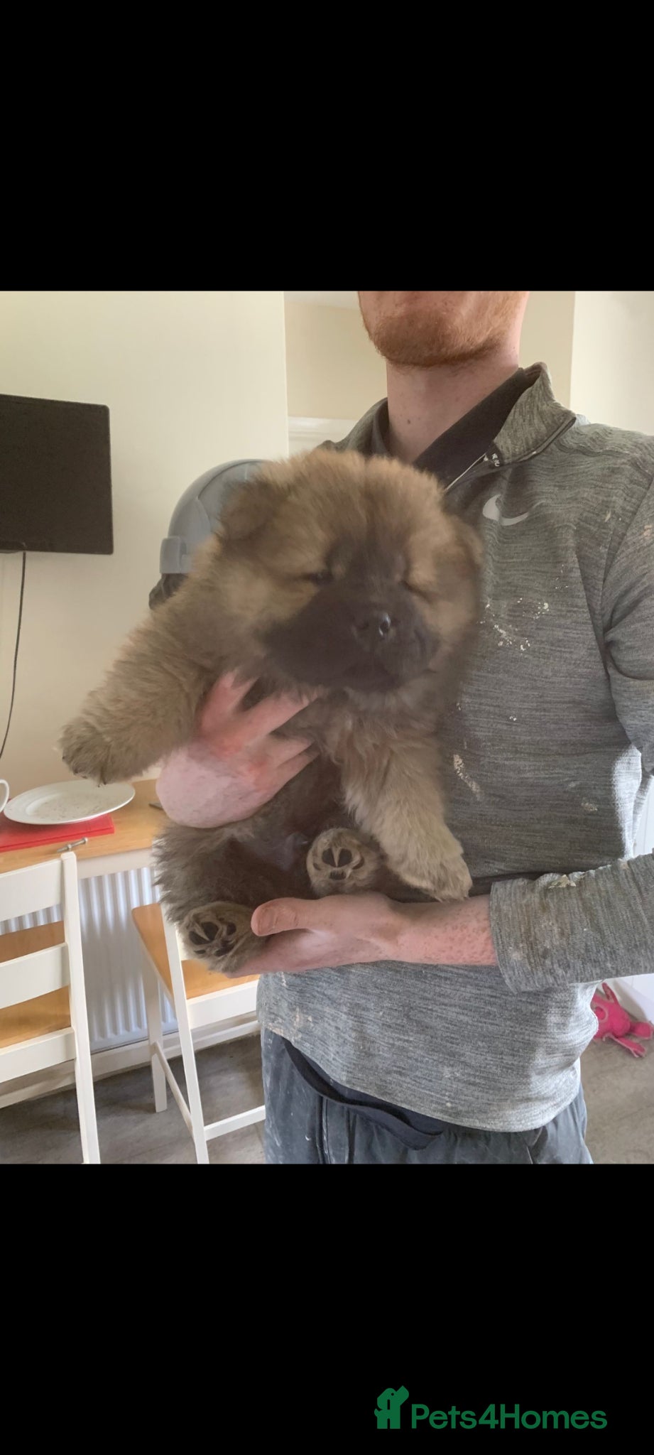 Chow Chow dogs REDUCED PRICE CHOW CHOWS TAKE A LOOK - Advert 6