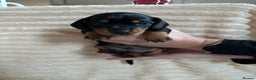 Miniature Dachshund dogs for sale: Miniature Dachshunds  - Advert 4