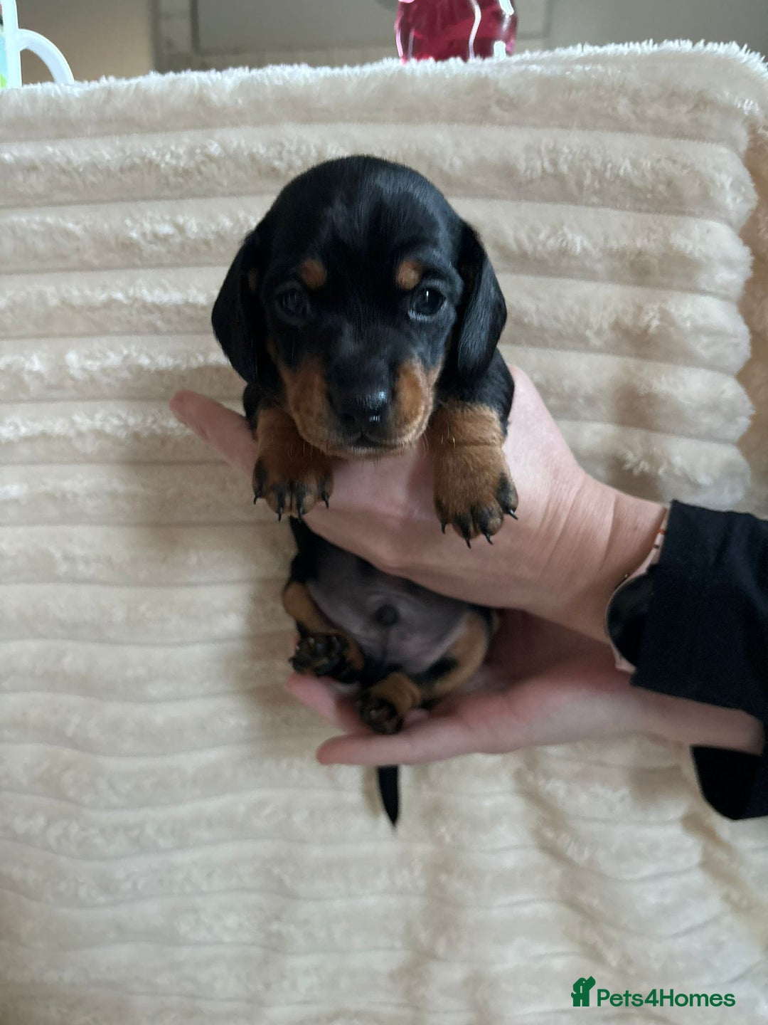 Miniature Dachshund dogs for sale: Miniature Dachshunds  - Advert 4