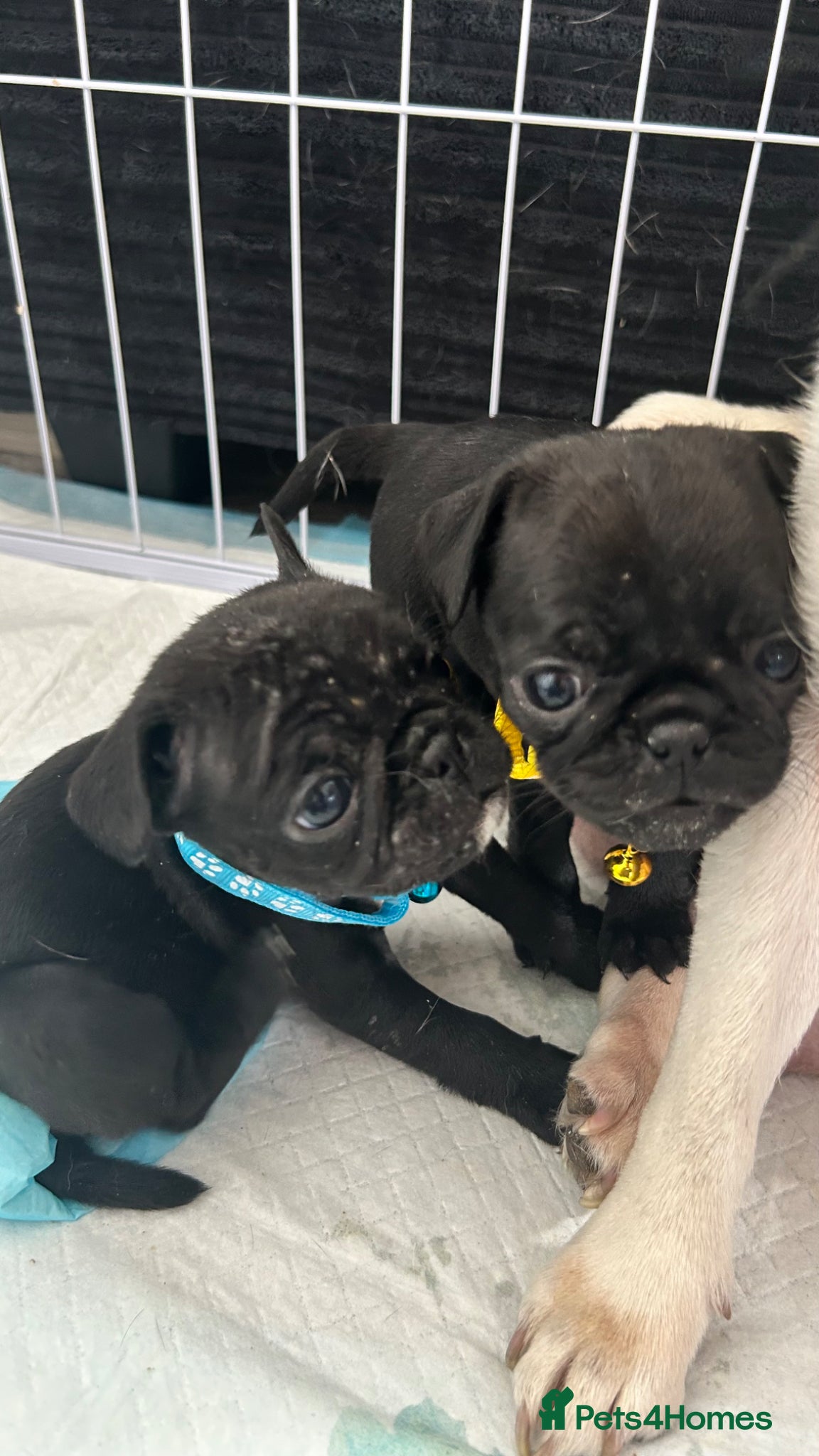 Frug dogs 6 FRUG puppies for sale - Advert 2