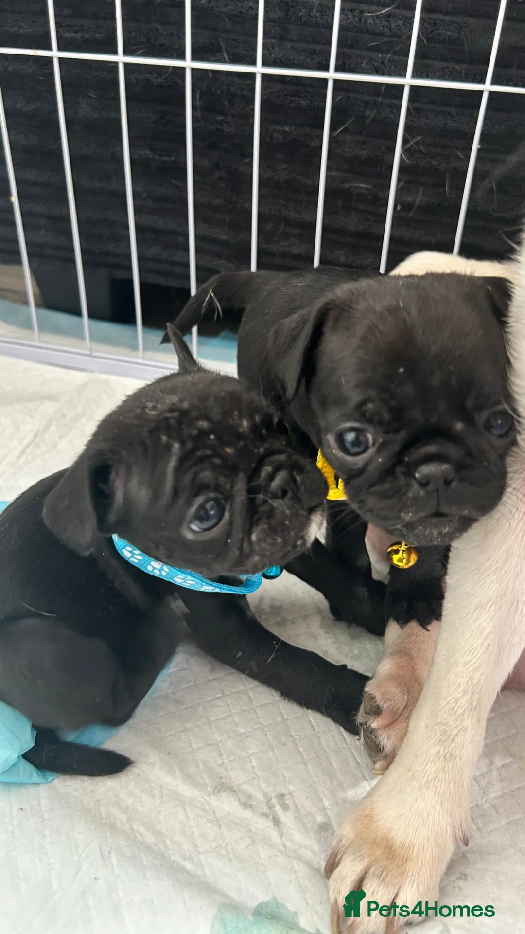 Frug dogs for sale: 6 FRUG puppies for sale in Marlow - Advert 2
