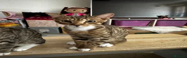 Alfonzo