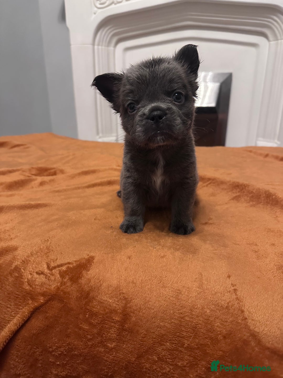 French Bulldog dogs for sale: Fluffy FrenchBulldogs - Image 17