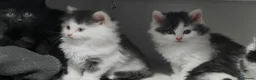 Mixed Breed cats for sale: 🐾 Adorable fluffy Kittens–Ready to leave now.🐾  - Advert 11