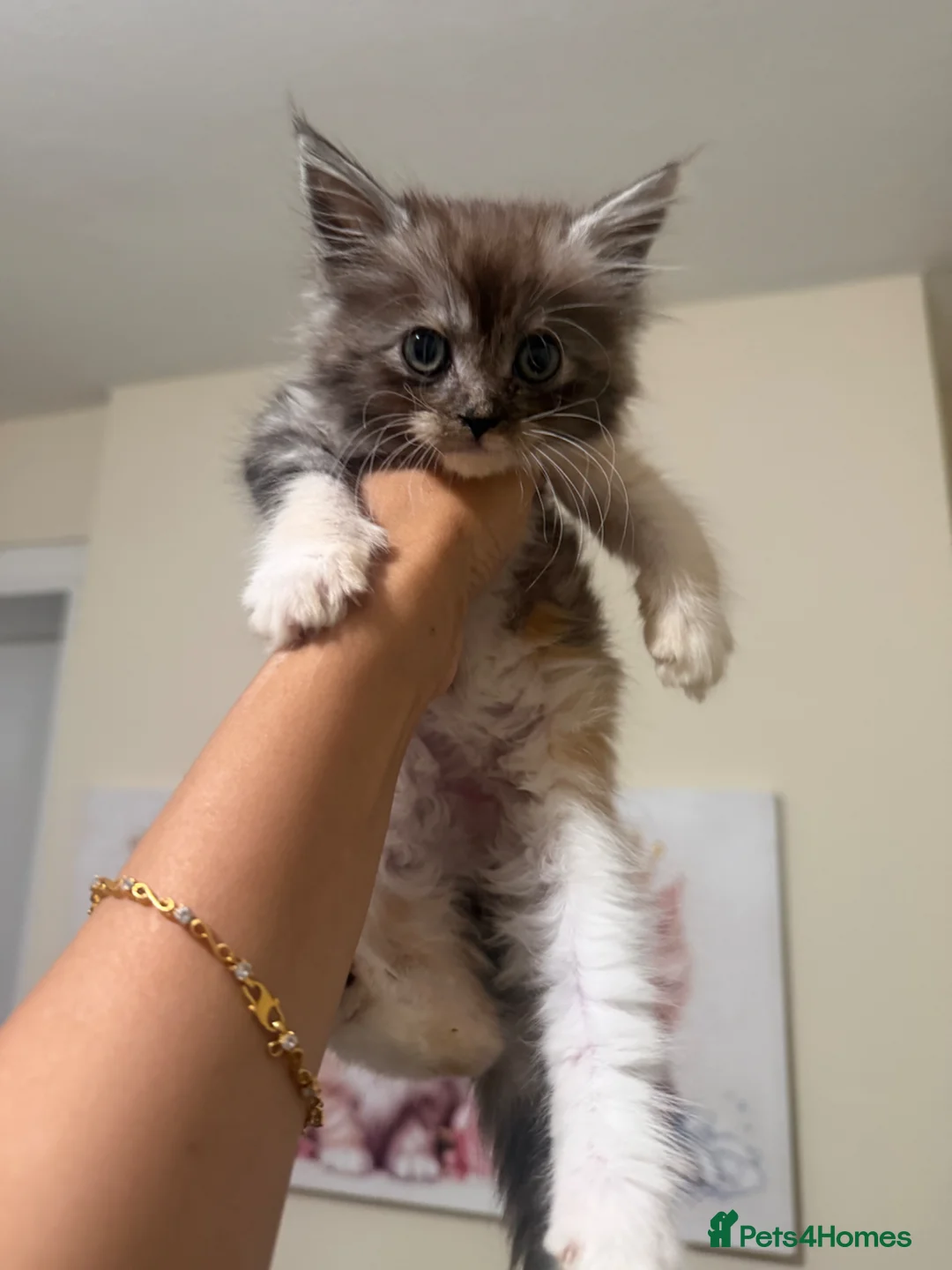 Maine Coon cats for sale: Maincoon X Ragdoll - Advert 28