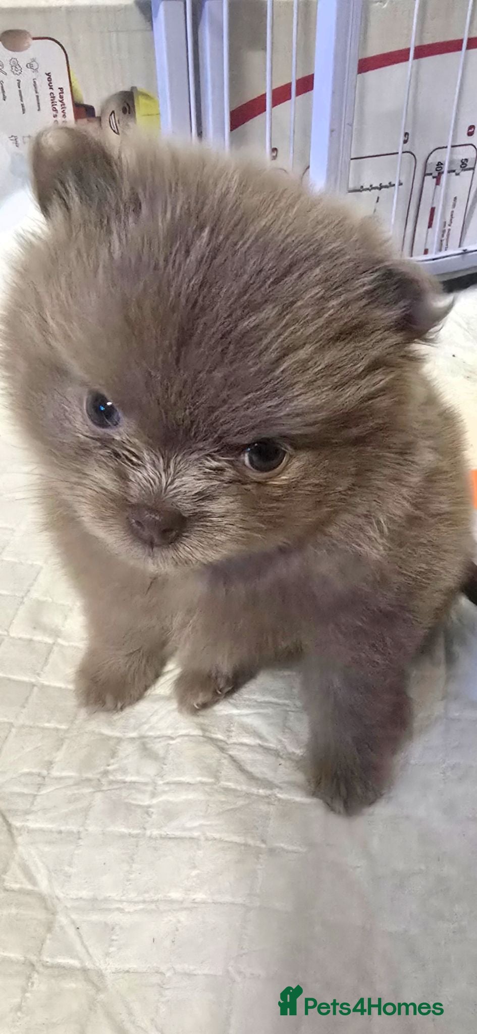 Pomeranian dogs Stunning rare coloured Pomeranian puppies  - Advert 12