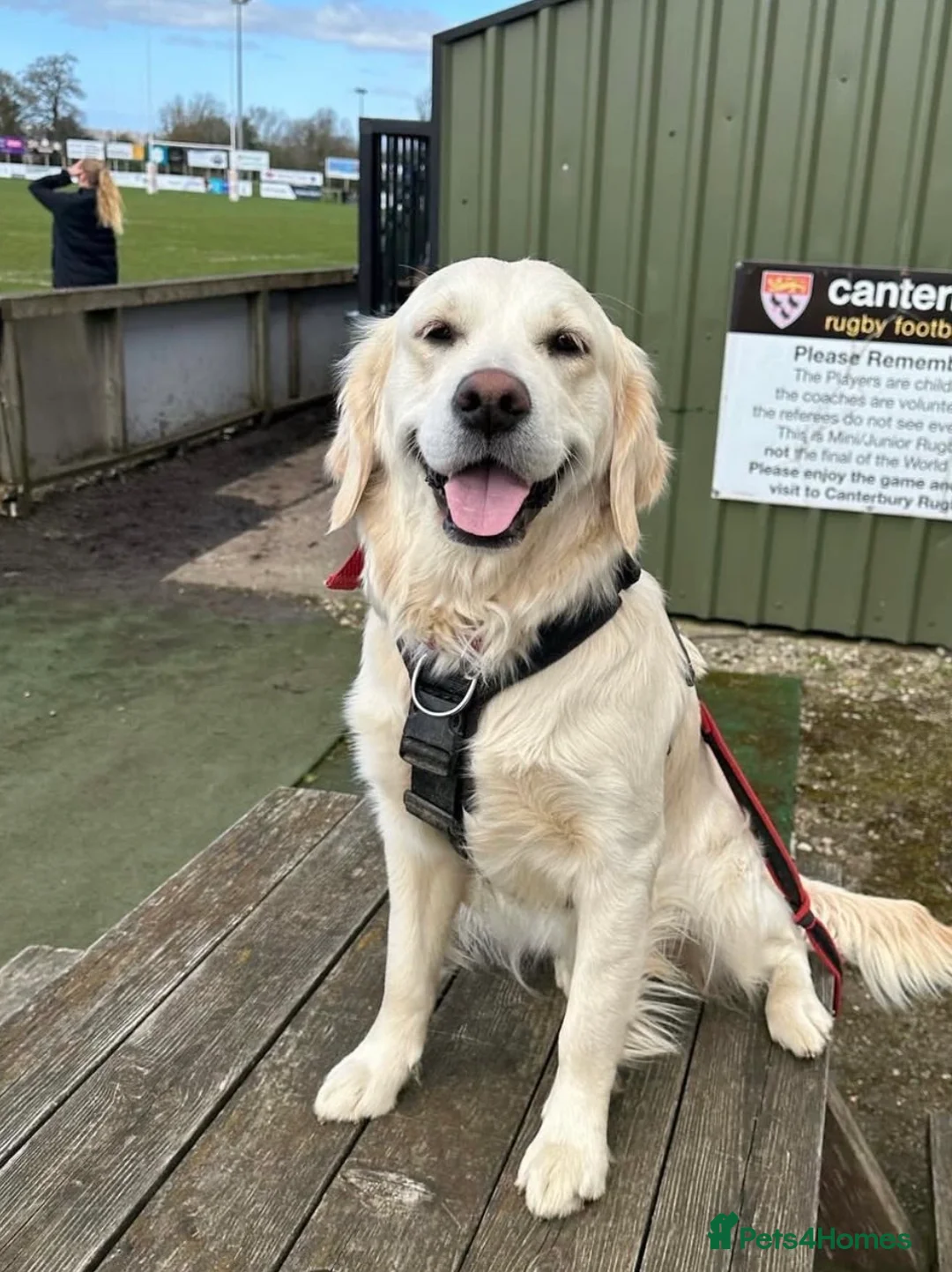 Golden Retriever dogs for sale: Three week old Pedigree Golden Retriever puppy - Advert 9