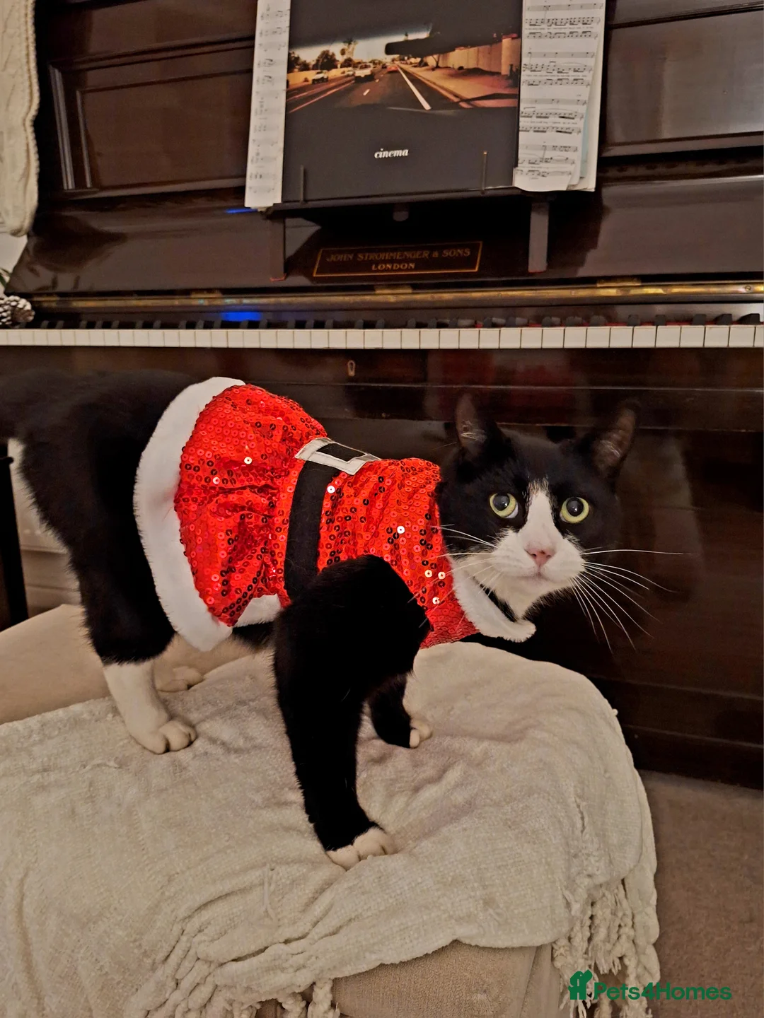 Mixed Breed cats for sale: Black and White Male - Advert 2