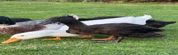 Ducks poultry for sale: Free 5 variety of walking ducks 🦆  - Advert 6