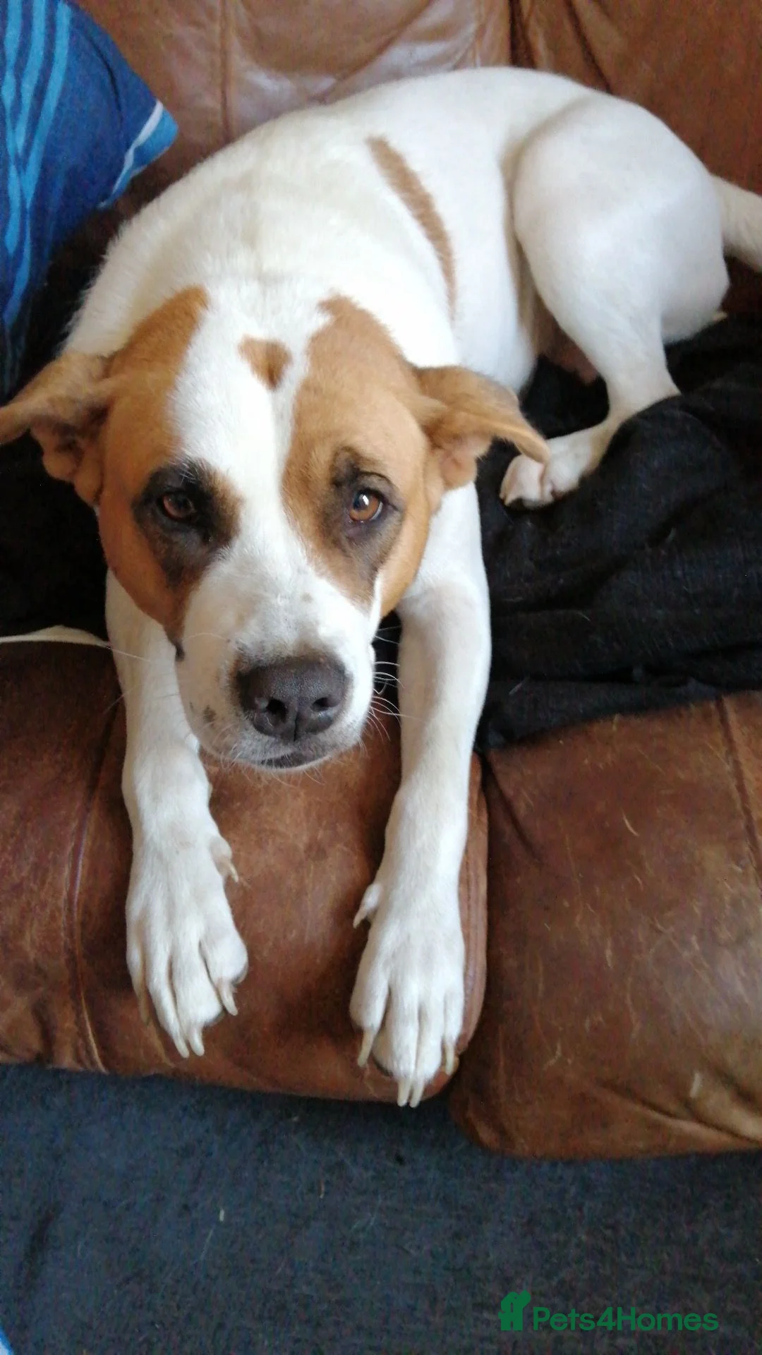 Mixed Breed dogs for sale: Trunks - Advert 2