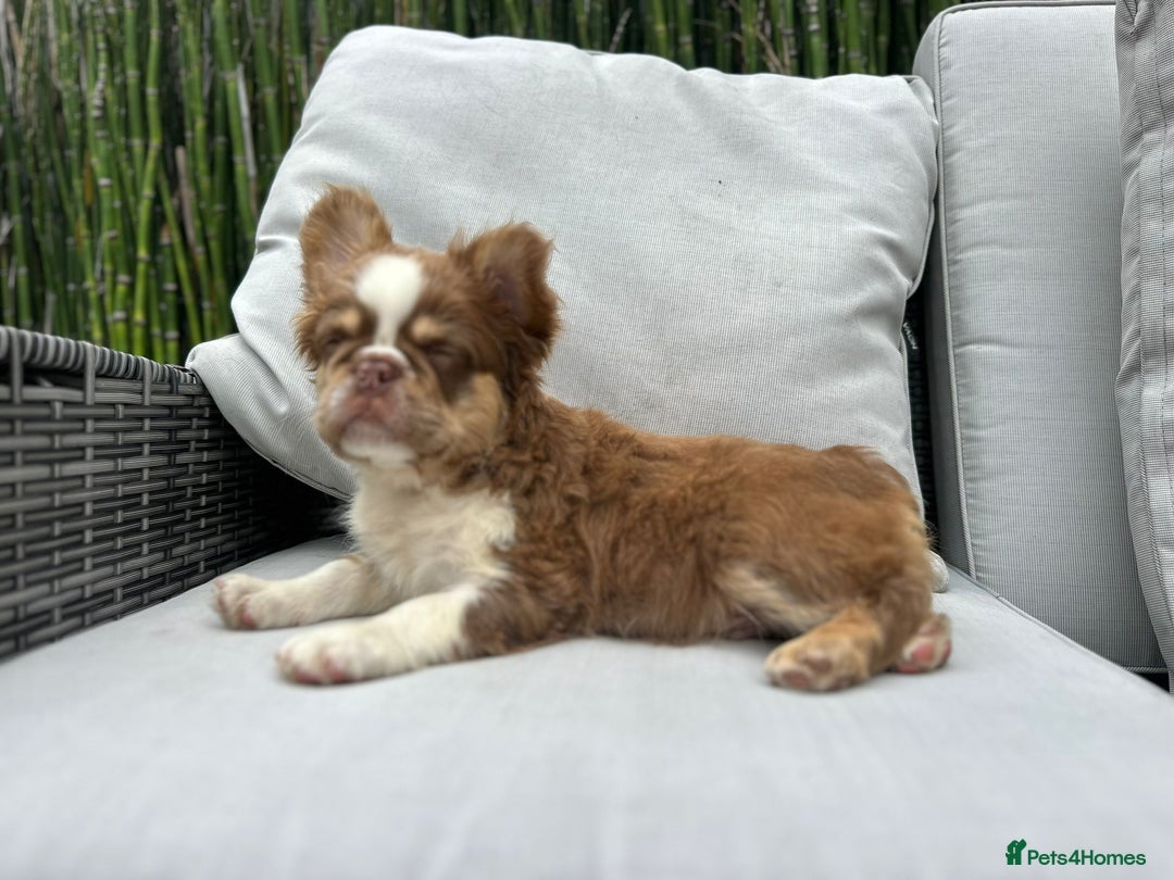 French Bulldog dogs for sale: KC registered frenchie boys  - Image 18