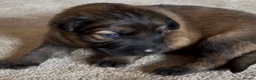 German Shepherd dogs for sale: German Shepherd Puppies 🐾 - Advert 9