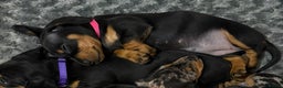 Dachshund dogs for sale: dachshund puppies LAST puppy left  - Advert 3