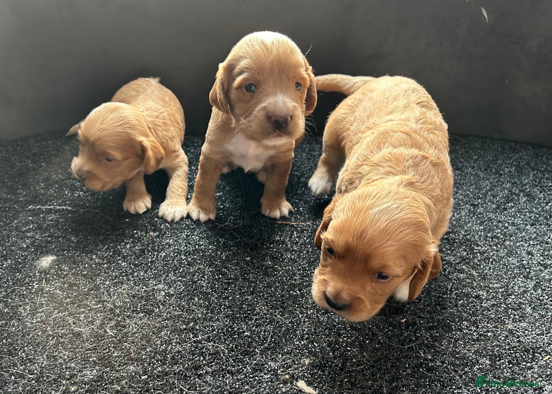 Cockapoo dogs for sale: Cockapoo puppies ginger/golden - Advert 7