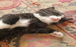 European cats for sale: Tuxedo and black kittens - Image 9