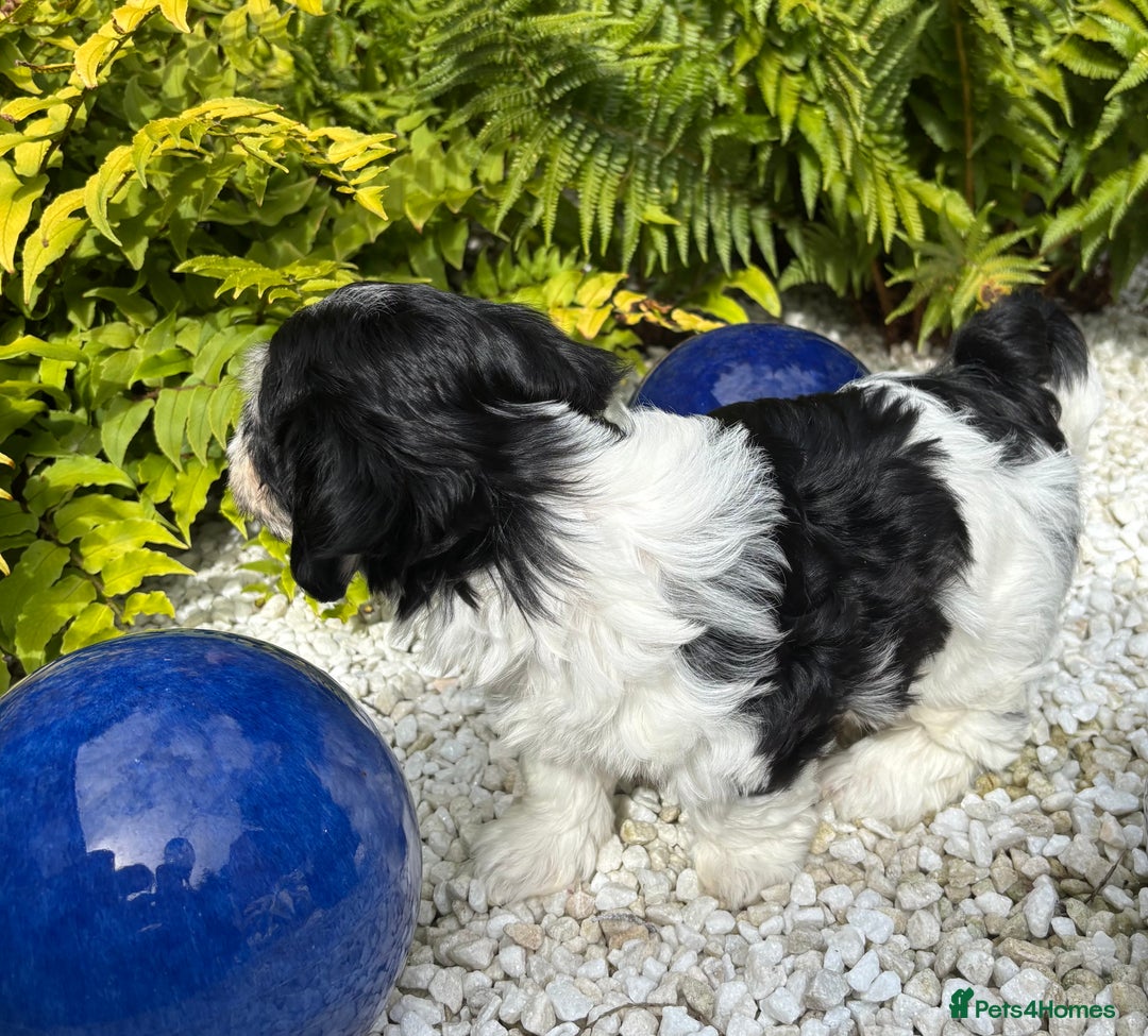 Havanese dogs for sale: 3 Beautiful Havanese Pedigree Puppies - Image 16