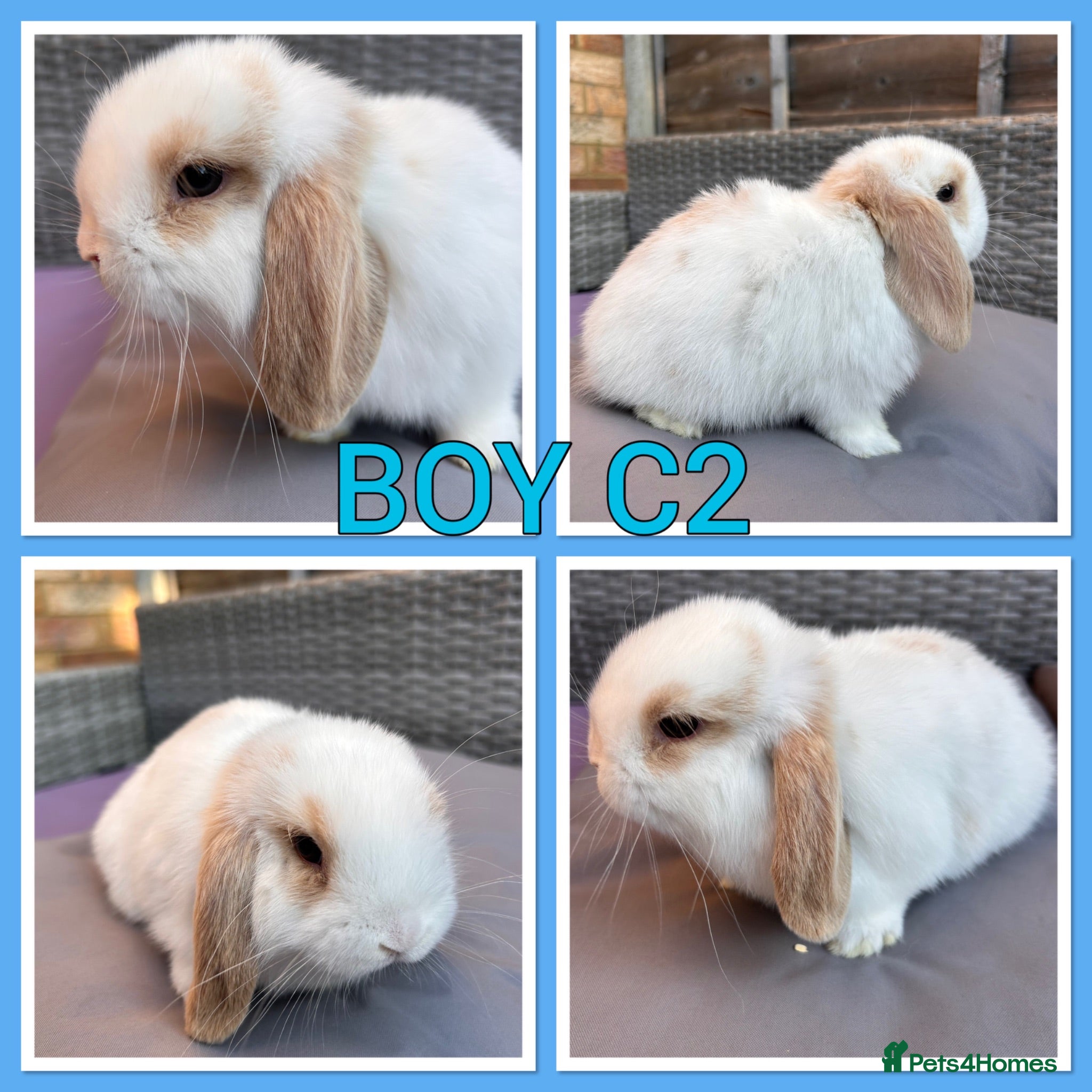Mini Lop rabbits Mini lop babies  - Advert 2