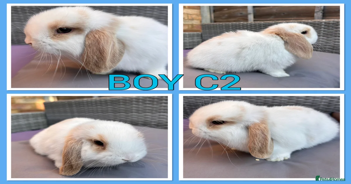 Rabbits for Sale for sale | Pets4Homes