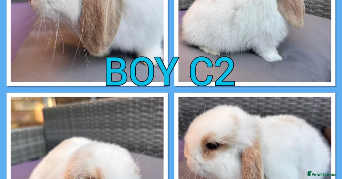 Rabbits for Sale for sale | Pets4Homes