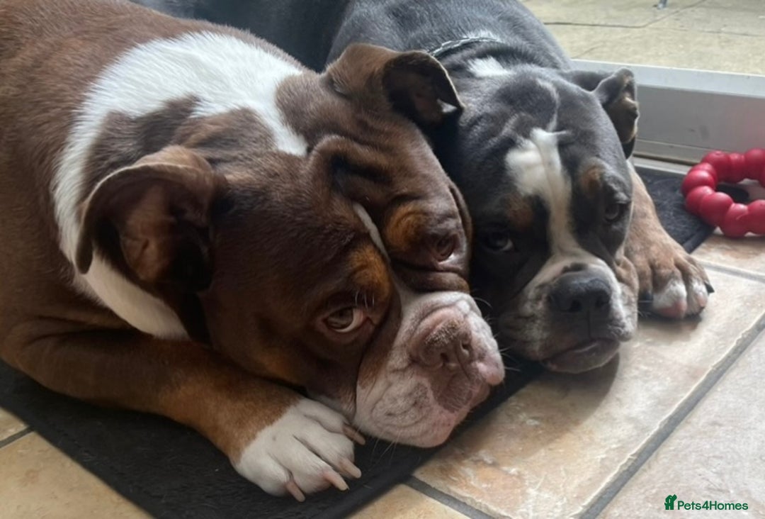Olde English Bulldogge dogs for sale: 7 months Olde English bulldogge - Image 3