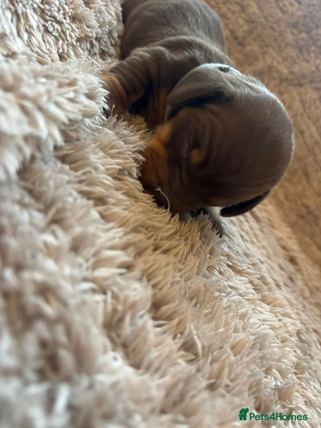 Dachshund dogs for sale: Miniature dachshund - Advert 12