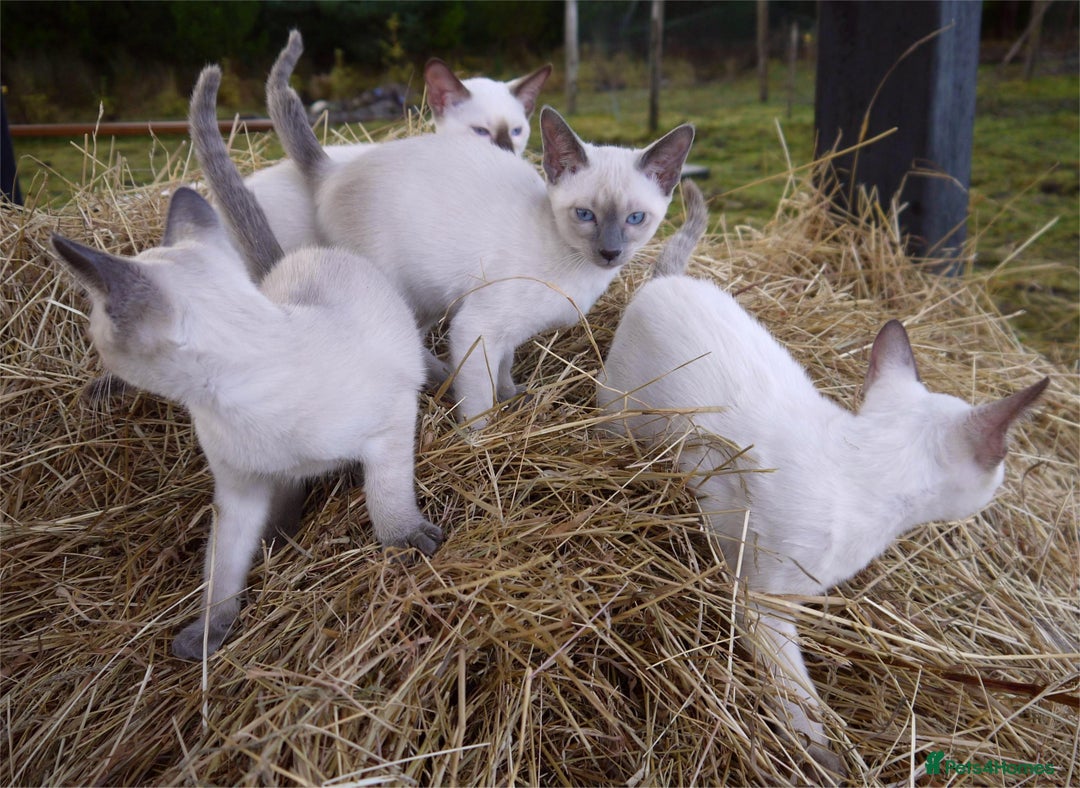 Siamese cats for sale: ADORABLE SIAMESE KITTENS - Advert 6