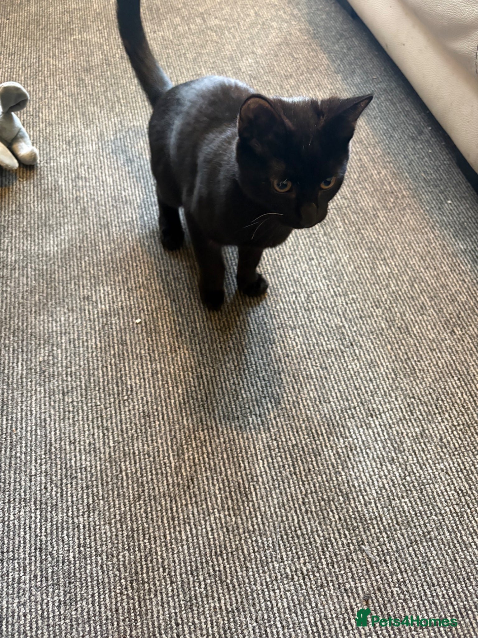 Domestic Shorthair cats 2 cats available  - Advert 1
