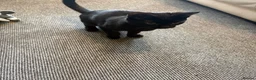 Domestic Shorthair cats for sale: 2 cats available  in West Bromwich - Advert 1