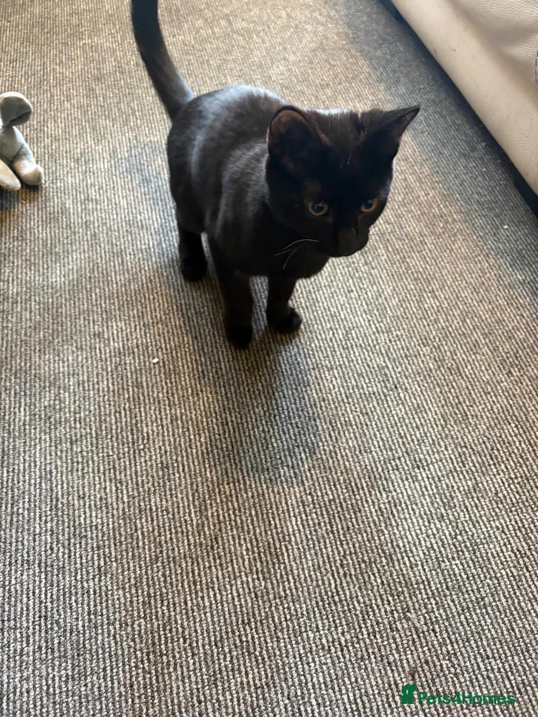 Domestic Shorthair cats for sale: 2 cats available  in West Bromwich - Advert 1