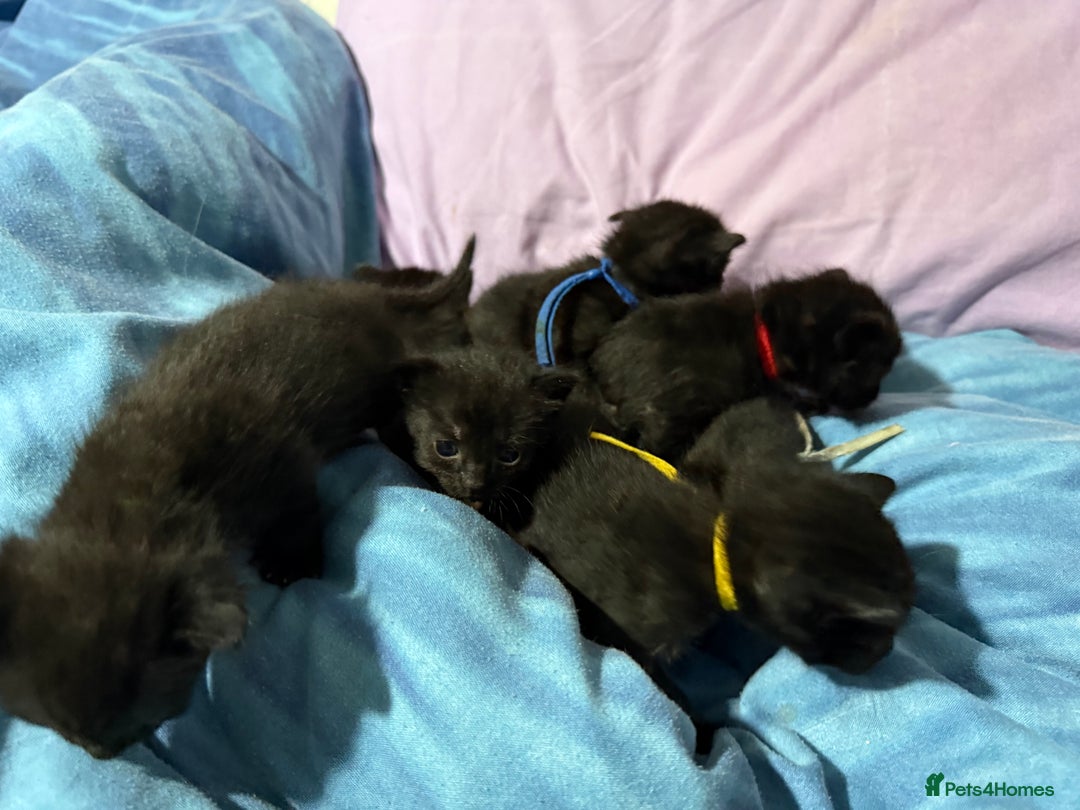 Mixed Breed cats for sale: 8 beautiful kittens - Advert 2